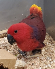 Eclectus roratus