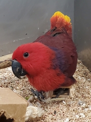 Eclectus roratus