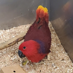 Eclectus roratus