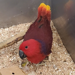 Eclectus roratus