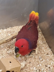 Eclectus roratus