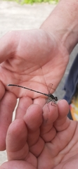 Austrolestes colensonis