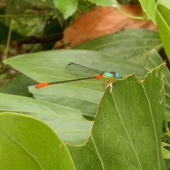 Ceriagrion cerinorubellum