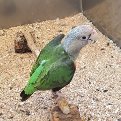 Poicephalus robustus