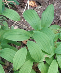 Uvularia grandiflora