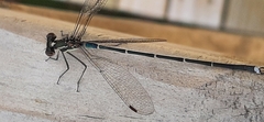 Austrolestes colensonis