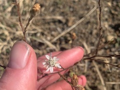 Hemizonia congesta luzulifolia