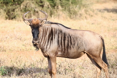 Connochaetes taurinus taurinus