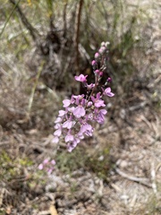 Stylidium brunonianum