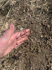 Hemizonia congesta luzulifolia