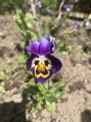 Viola tricolor