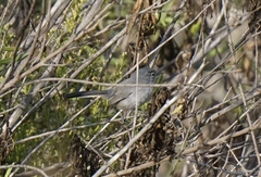 Polioptila californica