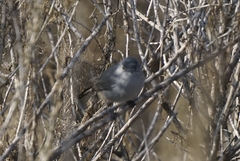 Polioptila californica