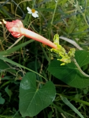 Ipomoea cholulensis