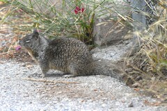 Otospermophilus beecheyi nesioticus