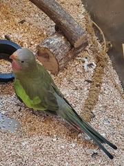 Polytelis alexandrae