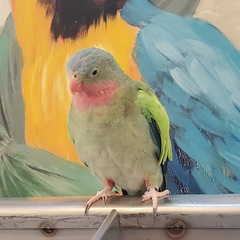 Polytelis alexandrae