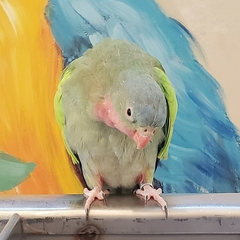 Polytelis alexandrae