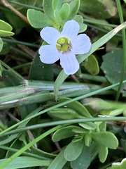 Bacopa monnieri