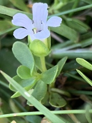 Bacopa monnieri