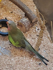 Polytelis alexandrae