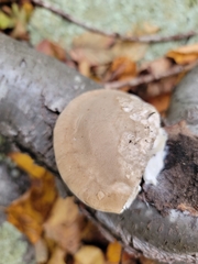 Tyromyces fumidiceps