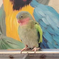 Polytelis alexandrae