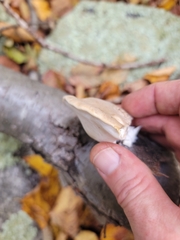 Tyromyces fumidiceps