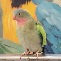 Polytelis alexandrae