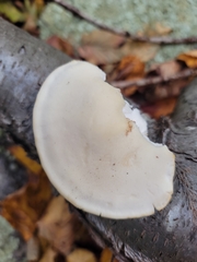 Tyromyces fumidiceps