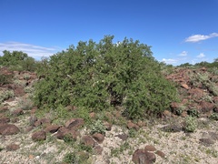 Pachycormus discolor