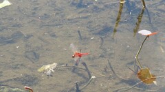 Urothemis signata yiei