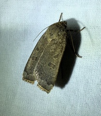 Abagrotis