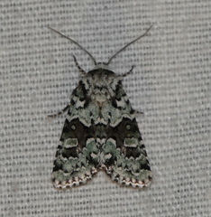 Lacinipolia implicata