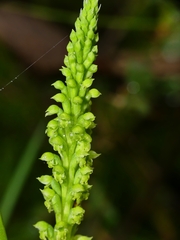 Microtis unifolia