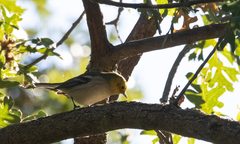 Setophaga occidentalis