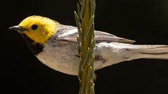 Setophaga occidentalis