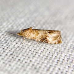Lobesia xylistis