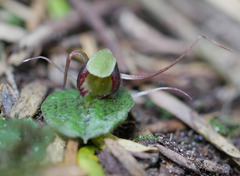 Corybas trilobus