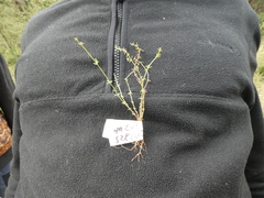 Galium leiocarpum