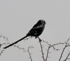 Lanius melanoleucus melanoleucus