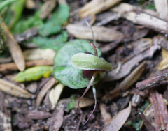 Corybas trilobus