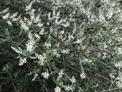 Aloysia