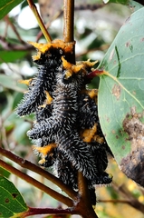 Perga affinis