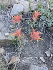 Castilleja linariifolia