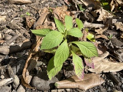 Crassocephalum crepidioides