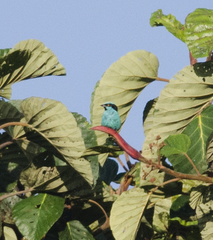 Dacnis hartlaubi