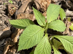 Crassocephalum crepidioides