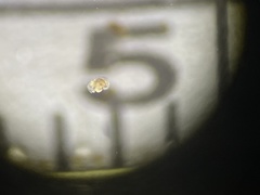 Ostracoda