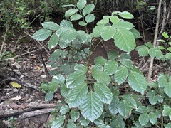 Polyscias guilfoylei